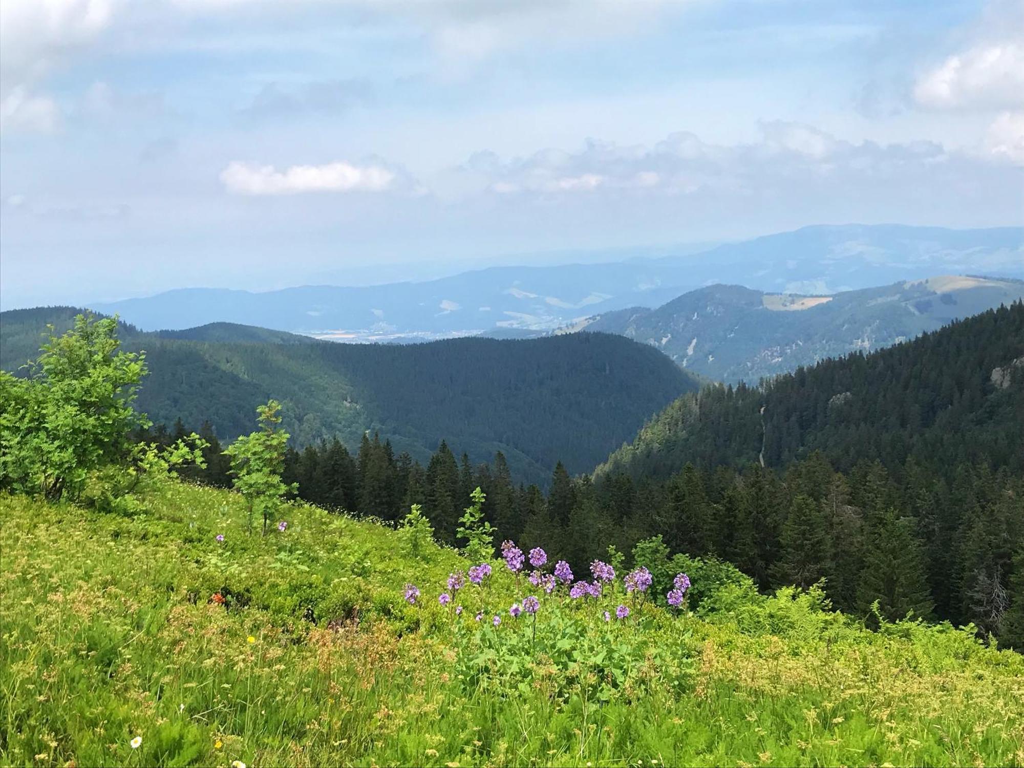 Ferienhaus Robin Titisee-Neustadt Eksteriør bilde